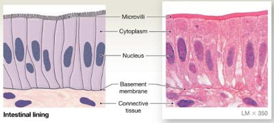Simple columnar epithelium in intestinal lining