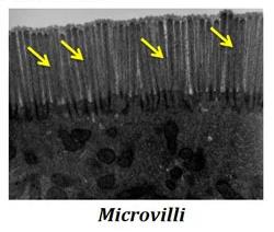 Microvilli on epithelial cells