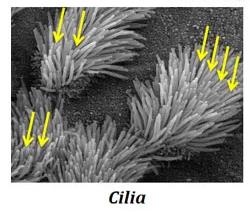 Cilia on epithelial cells