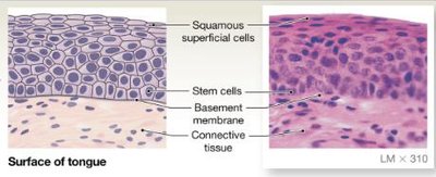 Stratified squamous epithelium on surface of tongue