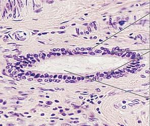 Stratified cuboidal epithelium in gland duct