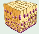 Stratified columnar epithelium