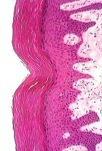 Histological section of epithelial tissue