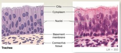 Pseudostratified columnar epithelium in trachea
