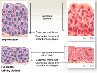 Transitional epithelium in urinary bladder