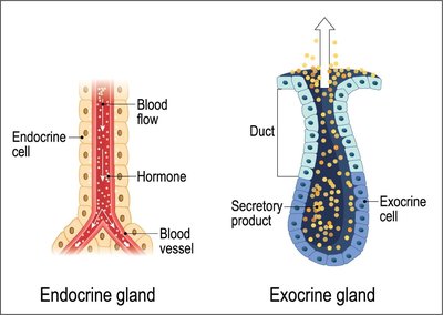 Endocrine vs. exocrine gland structure