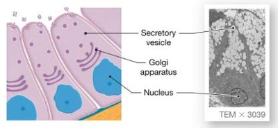 Merocrine secretion in salivary gland