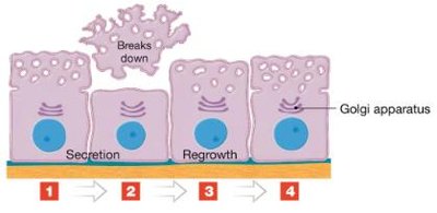 Apocrine secretion in mammary gland