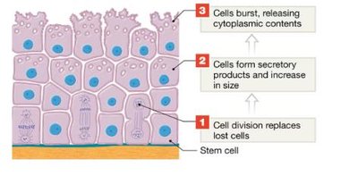 Holocrine secretion in sebaceous gland