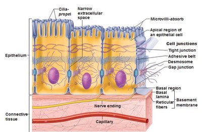 Diagram of epithelial tissue showing polarity, attachment, and cellularity