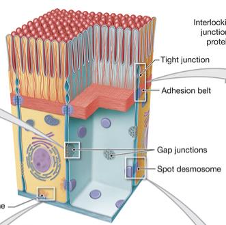 Types of cell junctions in epithelial tissue