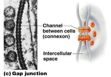 Gap junction structure and function