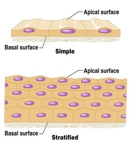Simple vs. stratified epithelial tissue