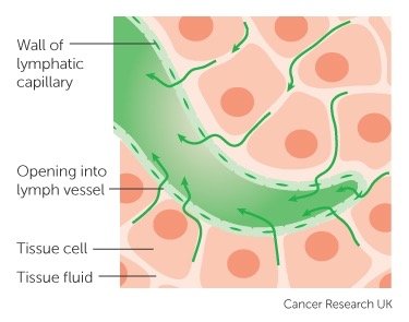 Diagram of lymphatic capillary and tissue fluid flow