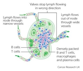 Structure and function of a lymph node