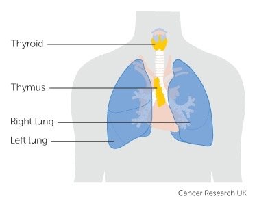 Location of the thymus gland in the thorax