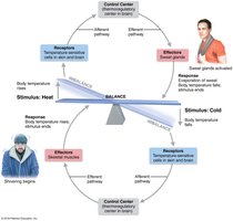 Body temperature regulation by negative feedback