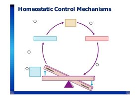 Diagram of homeostatic control mechanisms