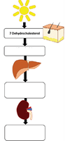 Vitamin D synthesis pathway diagram