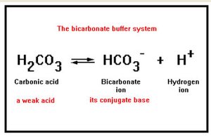 Bicarbonate buffer system equation