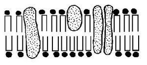 Cell membrane structure diagram