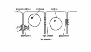 Cell junctions diagram