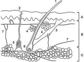 Skin anatomy diagram