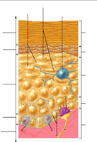 Skin cell types diagram