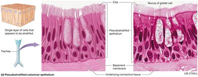Pseudostratified columnar epithelium