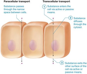 Paracellular and transcellular transport