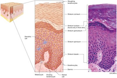 Keratinized stratified squamous epithelium (epidermis)