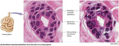 Stratified cuboidal epithelium