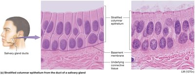 Stratified columnar epithelium