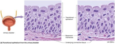 Transitional epithelium