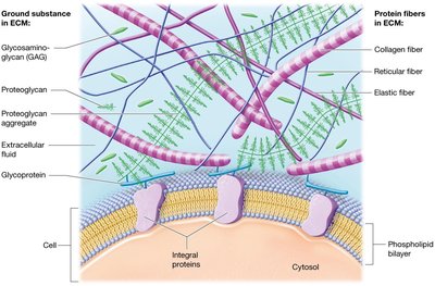Diagram of extracellular matrix components