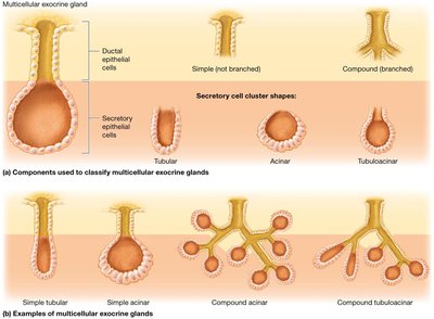 Classification of multicellular exocrine glands