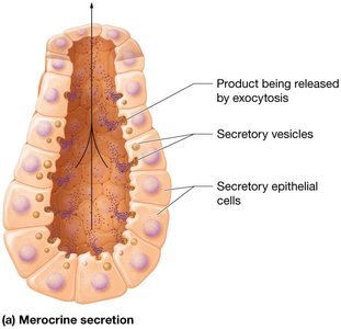 Modes of secretion in exocrine glands