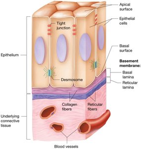 Epithelial tissue structure and basement membrane