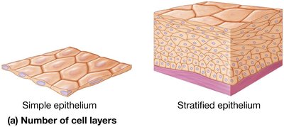 Simple vs. stratified epithelium