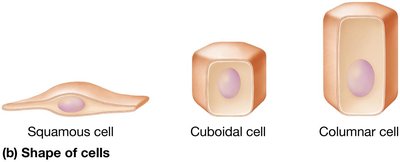 Shapes of epithelial cells: squamous, cuboidal, columnar