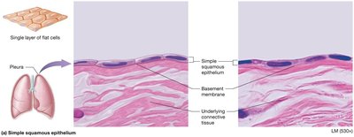 Simple squamous epithelium