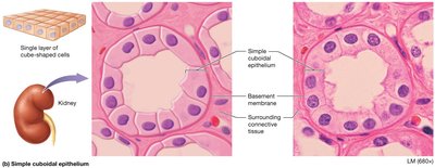 Simple cuboidal epithelium