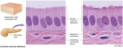 Simple columnar epithelium