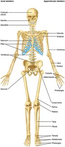 Labeled human skeleton with major bones