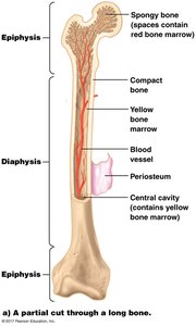 Long bone structure with labeled parts