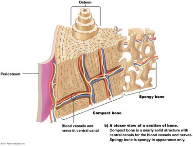 Photograph of an osteon with labeled osteocytes and central canal