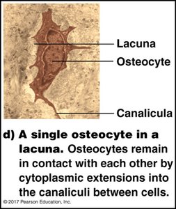 Osteocyte in a lacuna with canaliculi
