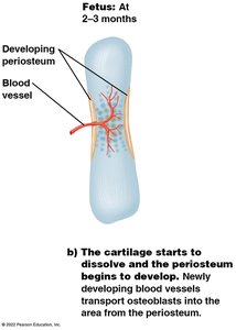 Fetal bone development with periosteum and blood vessels