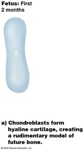 Hyaline cartilage model in early fetal development