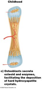 Bone growth during adolescence with growth plates